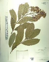 Lagerstroemia floribunda var. cuspidata image