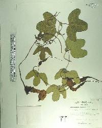 Aristolochia macroura image