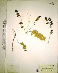 Alvaradoa amorphoides image