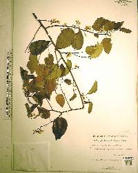 Dalbergia brownei image
