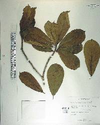 Terminalia lucida image