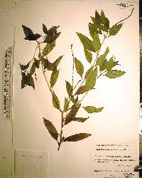 Heliotropium angiospermum image