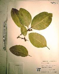 Ficus aurea image