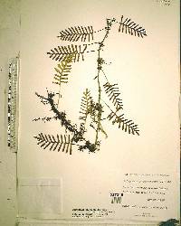 Pleopeltis polypodioides subsp. michauxiana image