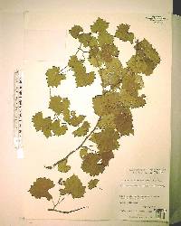 Vitis munsoniana image