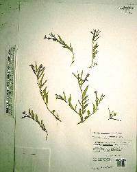 Ludwigia octovalvis image