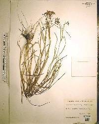 Flaveria linearis image