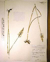 Platanthera nivea image