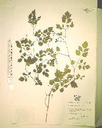 Ampelopsis arborea image