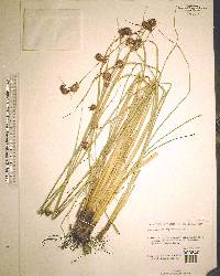 Rhynchospora cephalantha image