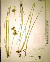 Juncus megacephalus image