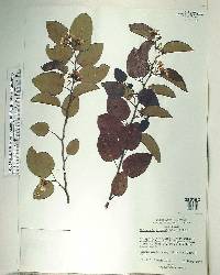 Dalbergia brownei image