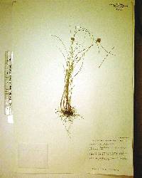 Cyperus filiculmis image