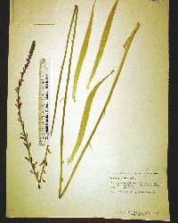 Aletris lutea image