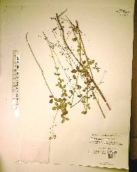 Desmodium marilandicum image