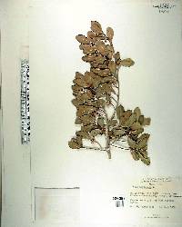 Ficus perforata image