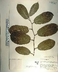 Aristolochia maxima image