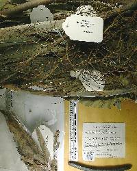 Thrinax parviflora image