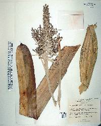 Aechmea caudata image