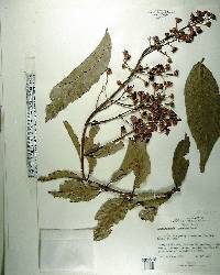 Lagerstroemia tomentosa image