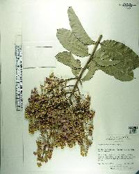 Lagerstroemia floribunda var. cuspidata image