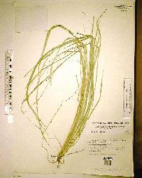 Setaria chapmanii image