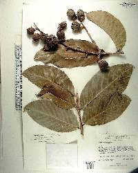 Lagerstroemia hirsuta image