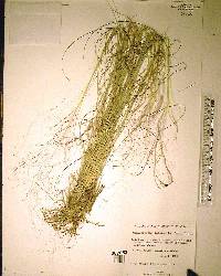 Muhlenbergia capillaris image