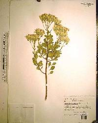 Garberia heterophylla image