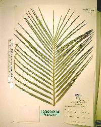 Macrozamia communis image