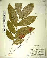 Harpullia arborea image