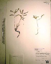 Phyllanthus pentaphyllus image