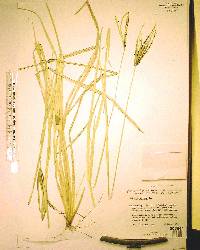 Eustachys petraea image