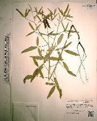 Crotalaria lanceolata image