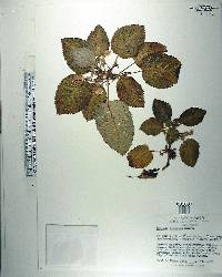 Episcia lilacina image