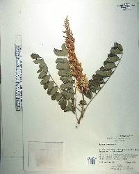 Sophora tomentosa image