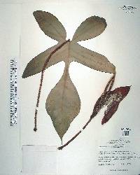 Philodendron squamiferum image