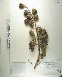 Lagerstroemia speciosa image