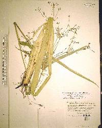 Rhynchospora corniculata image