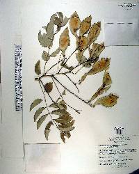 Lonchocarpus violaceus image