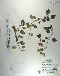 Heterotis rotundifolia image