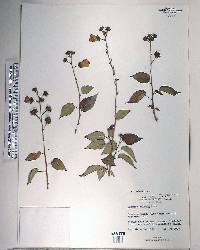 Pavonia paludicola image