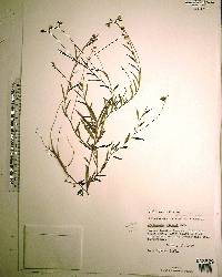 Crotalaria rotundifolia image