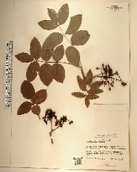 Zanthoxylum flavum image