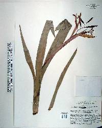 Billbergia saundersiana image