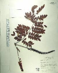Crinum asiaticum image