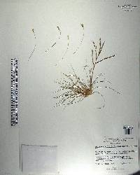 Tillandsia filifolia image