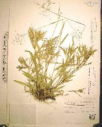 Dichanthelium ovale image
