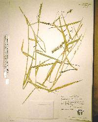 Sacciolepis striata image