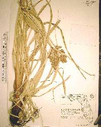 Cyperus ligularis image